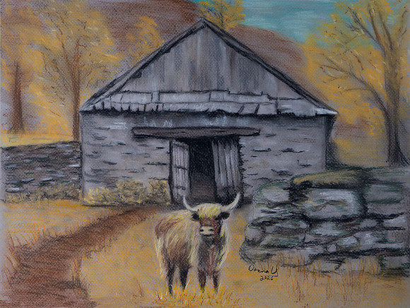 Scottish Cow at Rest