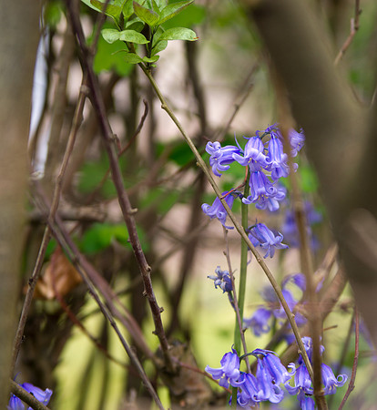 Bonnie Bluebells of Scotland
