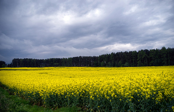 Canola Fields
