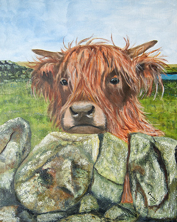 Highland Coo
